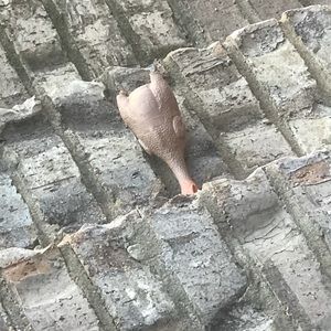 Meet your Posher, Hadley